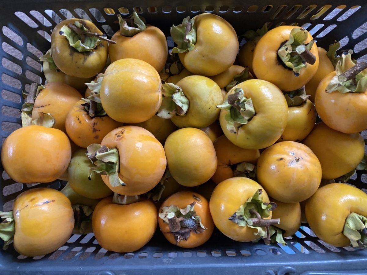 f:id:Betty0918:20211116133631j:plain