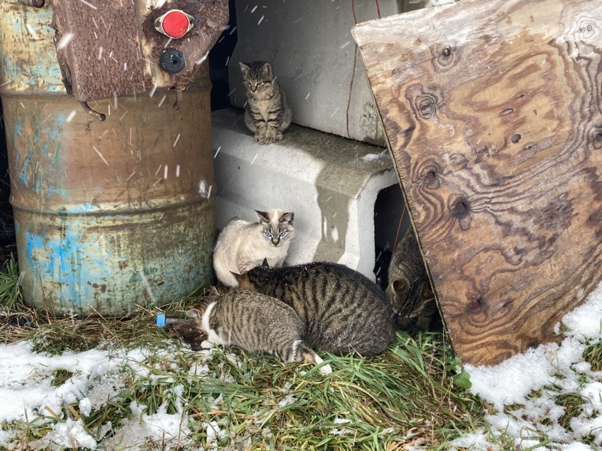 f:id:Betty0918:20211124152222j:plain