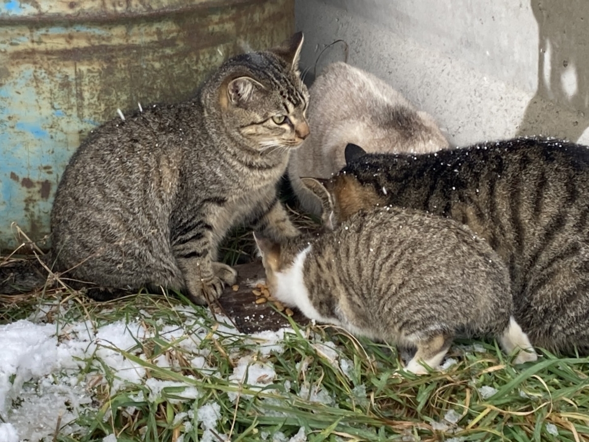 f:id:Betty0918:20211124152332j:plain