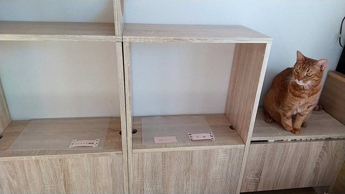 f:id:Betty0918:20211130111951j:plain