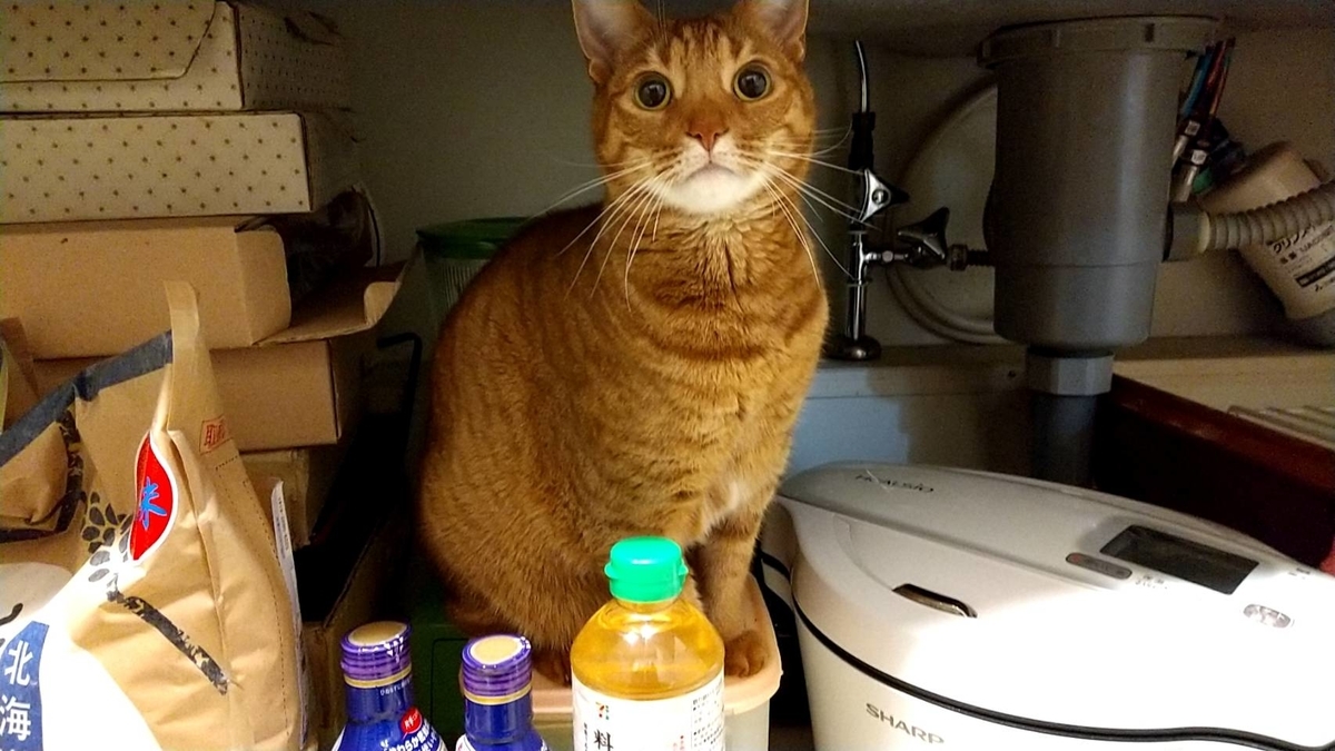 f:id:Betty0918:20211210121830j:plain