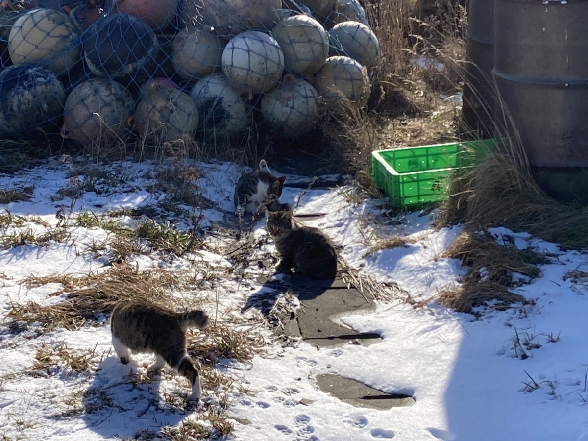 f:id:Betty0918:20211223153341j:plain