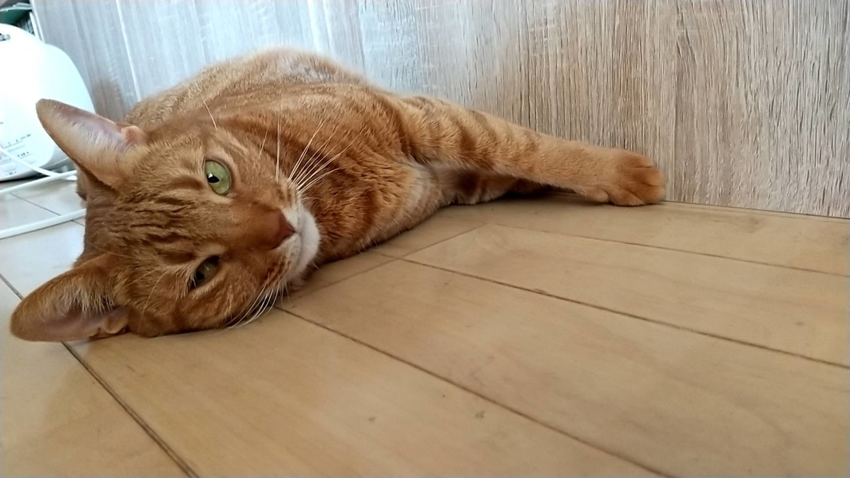 f:id:Betty0918:20220103131159j:plain