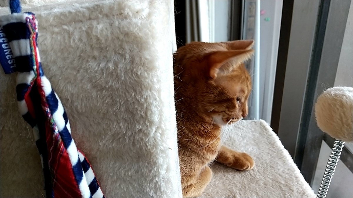 f:id:Betty0918:20220110123035j:plain