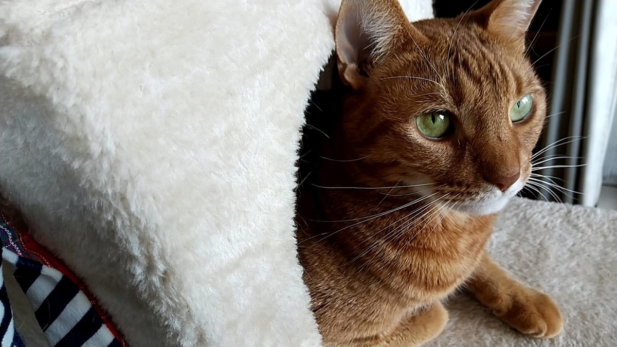 f:id:Betty0918:20220110123113j:plain