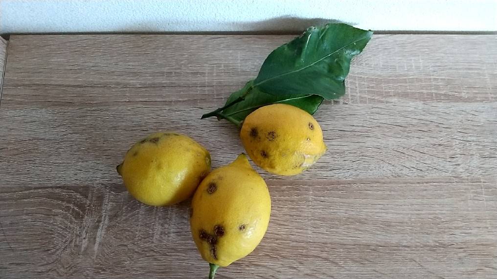 f:id:Betty0918:20220113185338j:plain