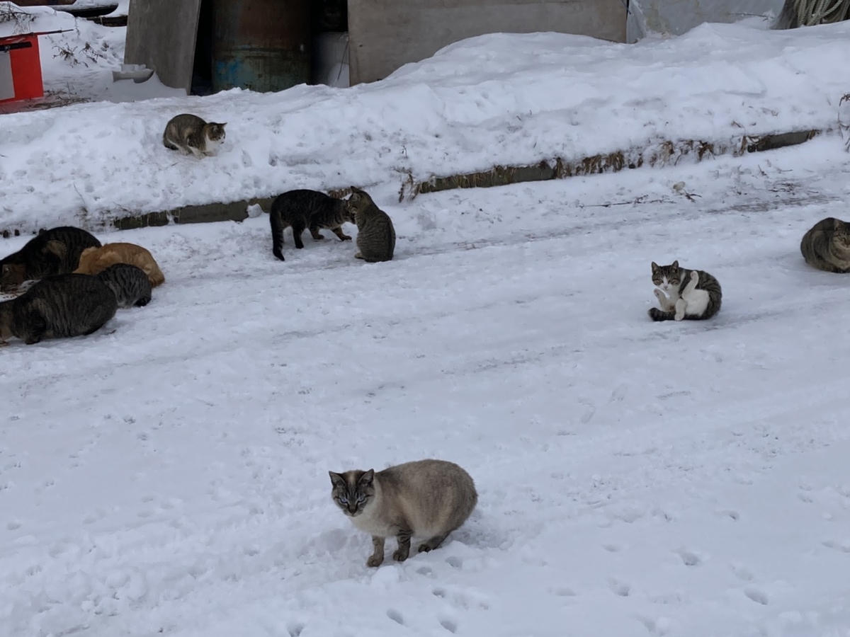 f:id:Betty0918:20220121221139j:plain