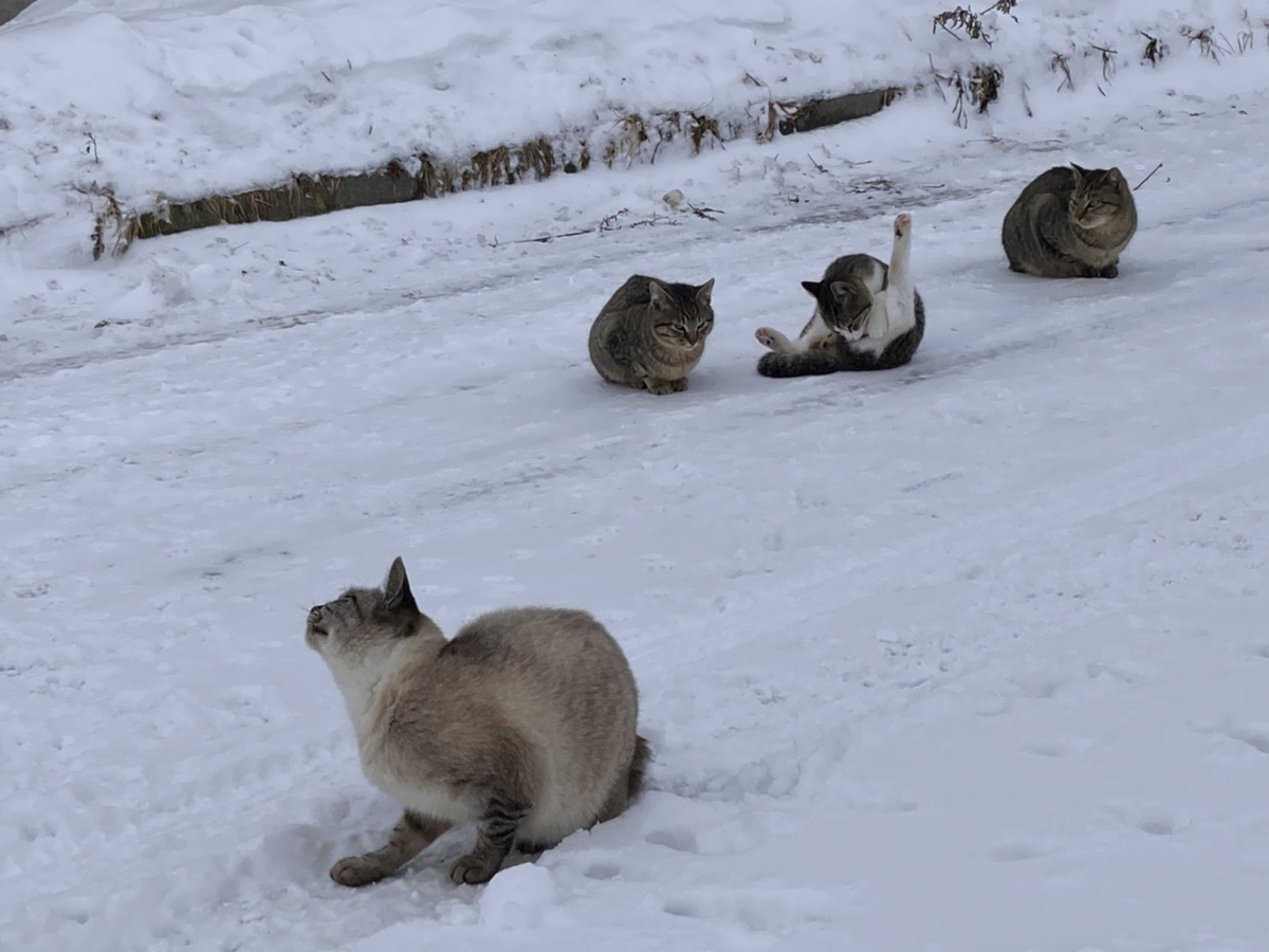 f:id:Betty0918:20220121221208j:plain