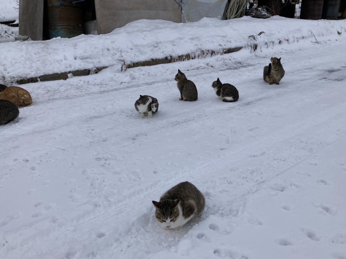 f:id:Betty0918:20220121221237j:plain