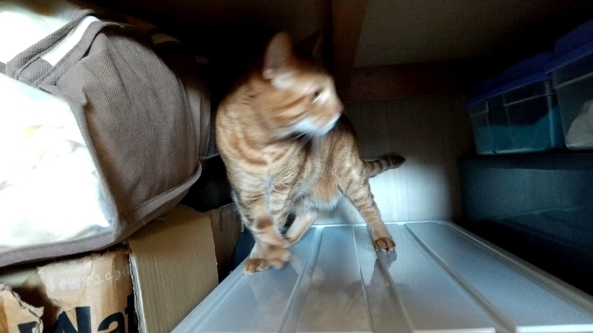 f:id:Betty0918:20220203154447j:plain