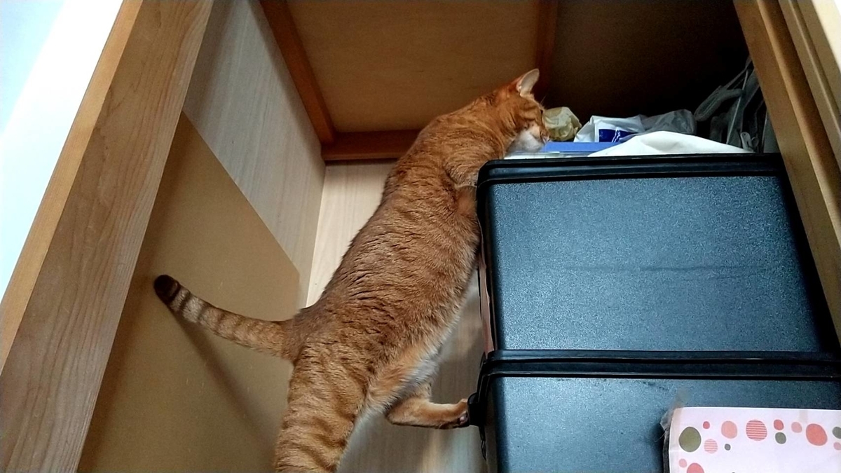 f:id:Betty0918:20220203154643j:plain