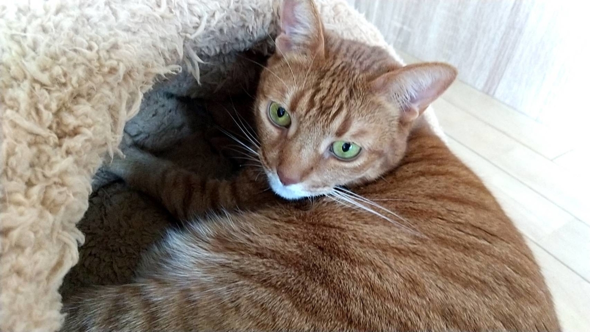 f:id:Betty0918:20220205115843j:plain