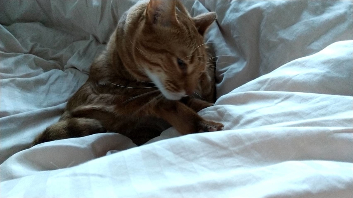 f:id:Betty0918:20220207131452j:plain