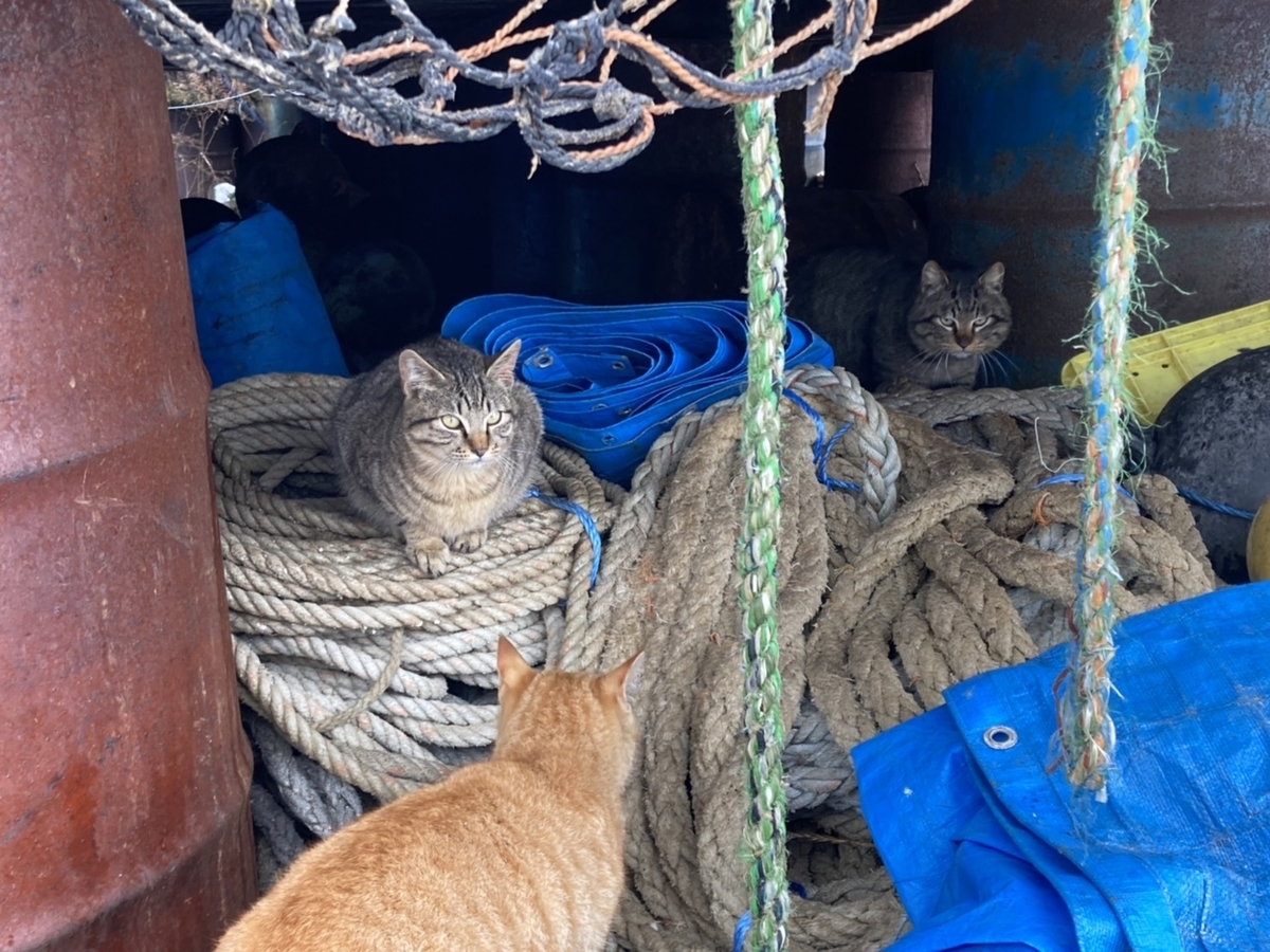 f:id:Betty0918:20220303152846j:plain