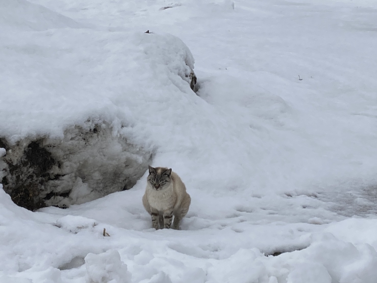 f:id:Betty0918:20220303152914j:plain