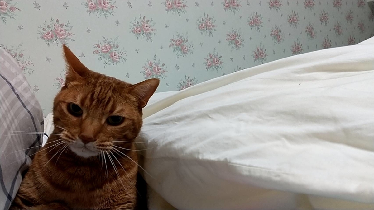 f:id:Betty0918:20220324094903j:plain