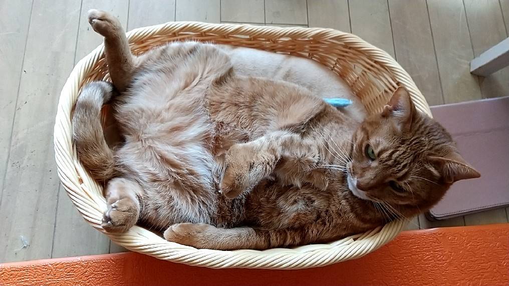 f:id:Betty0918:20220411145137j:plain