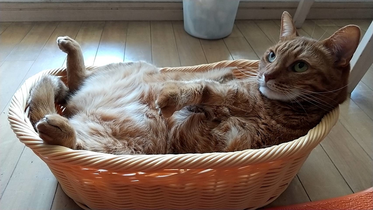 f:id:Betty0918:20220411145211j:plain