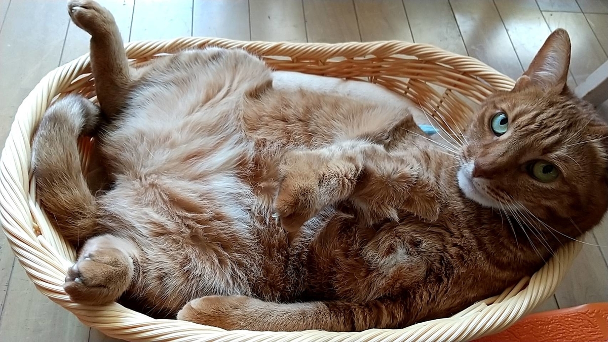 f:id:Betty0918:20220411145246j:plain