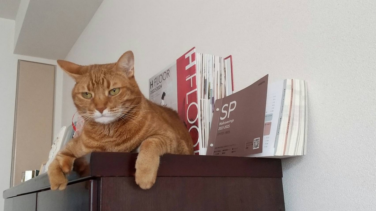 キャットフードの試供品 - 暮らしと勉強、猫と一緒に～Bettyのブログ