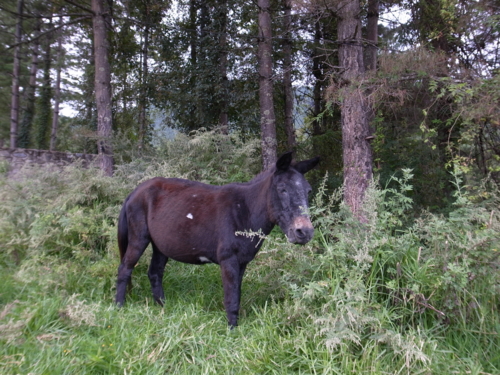 f:id:Bhutan_Tamako:20101002184521j:image