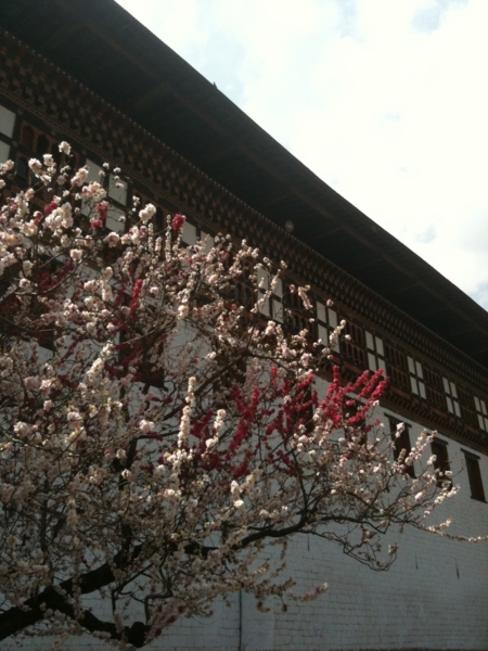 f:id:Bhutan_Tamako:20110320134600j:image