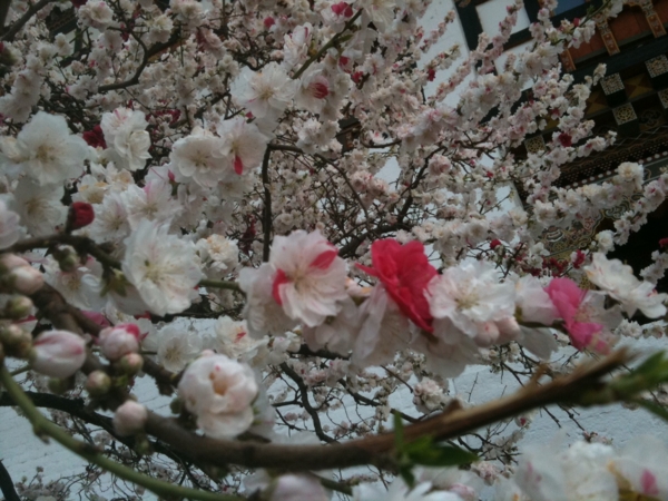 f:id:Bhutan_Tamako:20110320134641j:image