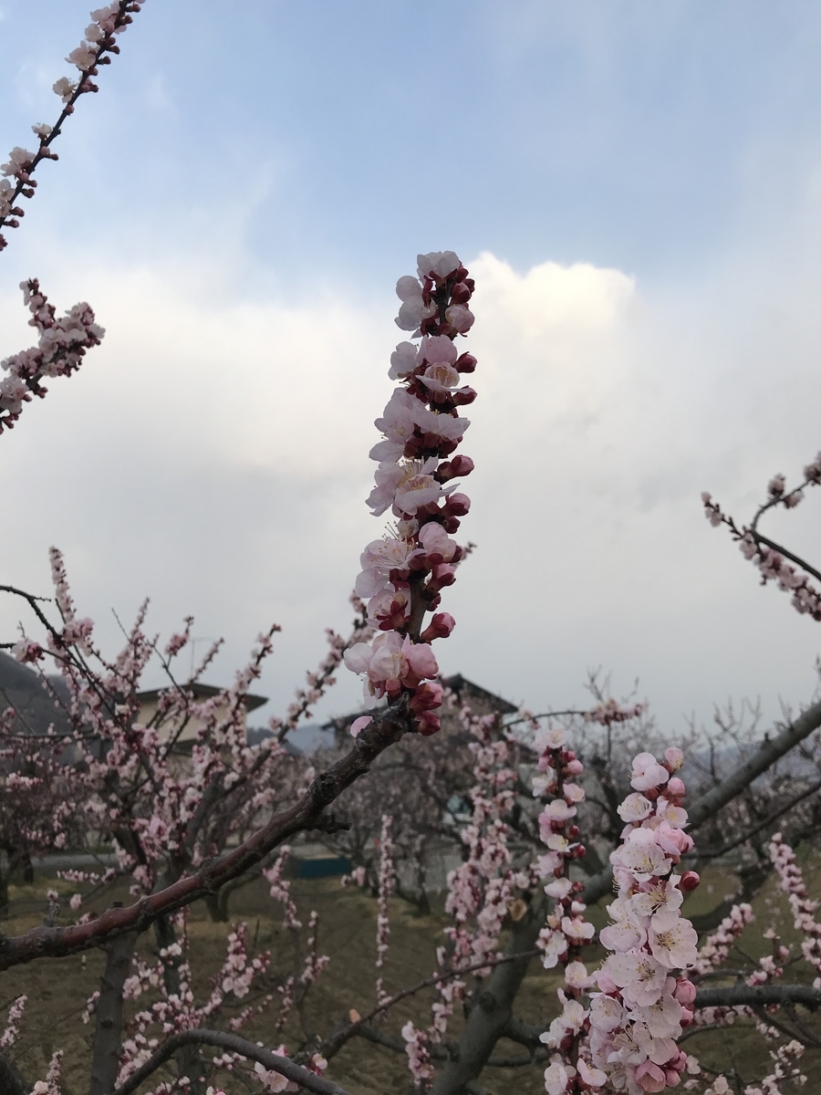 f:id:BiBi_mama:20200322085136j:plain
