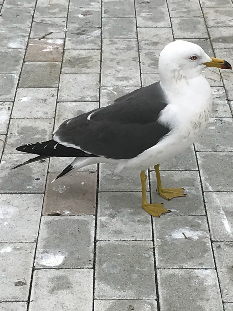 魔法使い協会ブログ