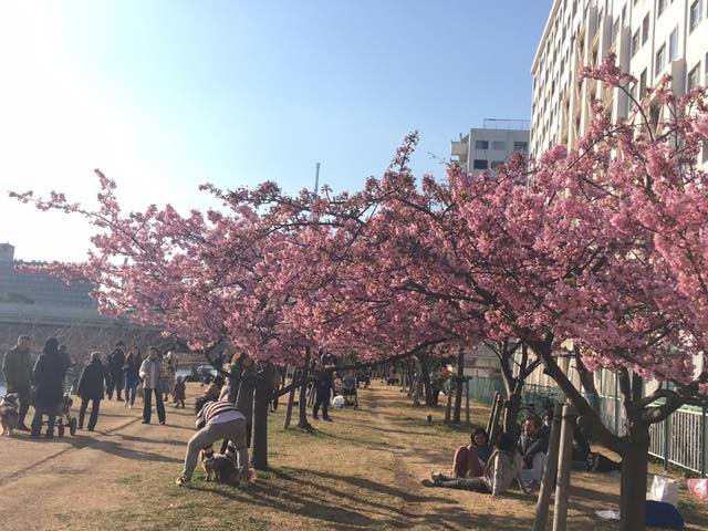 f:id:Binkan:20190306003331j:plain