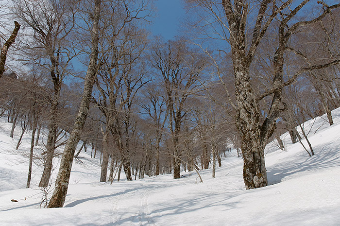 f:id:Biokovo:20120409110343j:image