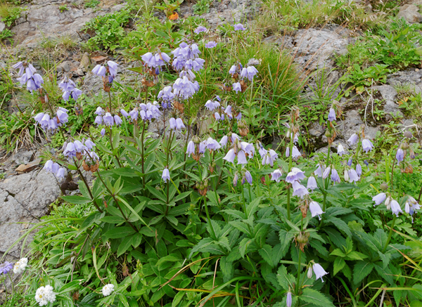 f:id:Biokovo:20130814140221j:image
