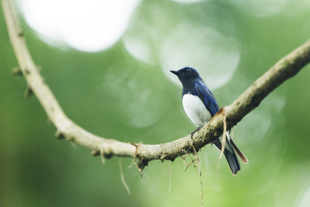 f:id:Birdyards:20160805080942j:plain