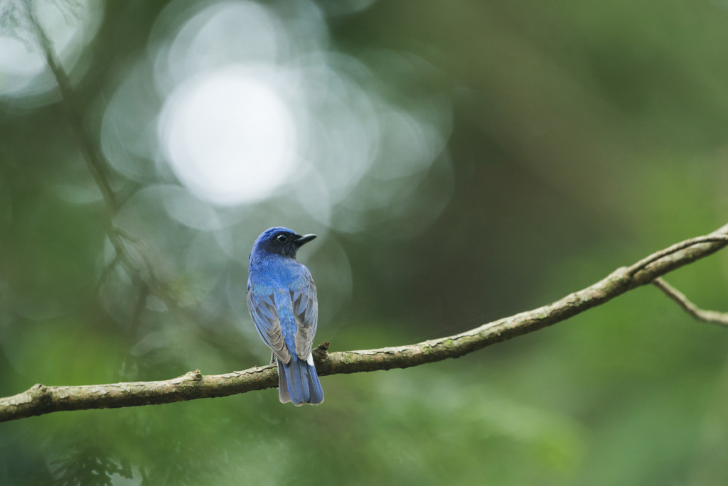 f:id:Birdyards:20160805080956j:plain