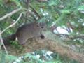 [鎌倉]鎌倉大仏の隣の木にいたリス