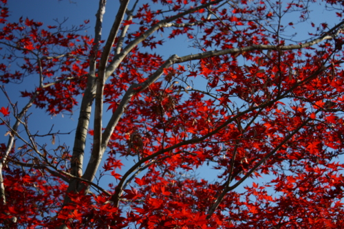 f:id:Blackcomb:20091123134226j:image