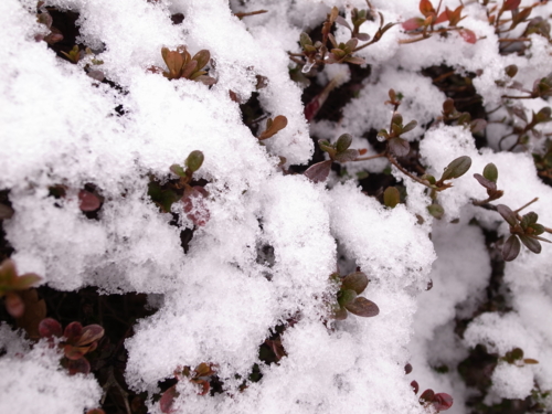 f:id:Blackcomb:20100218101216j:image:w300