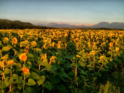 f:id:Blackcomb:20110827220107j:image:w250