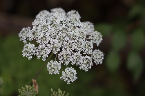 f:id:Blackcomb:20111010154705j:image:w350