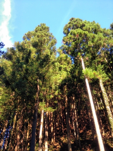 f:id:Blackcomb:20120901192631j:image:h300