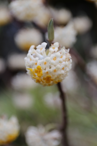 f:id:Blackcomb:20150403144623j:image:h300