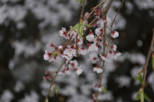 f:id:Blackcomb:20160402141710j:image:w350