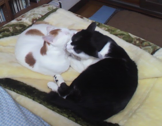 f:id:BladeCatcher:20111022031333j:image:w360