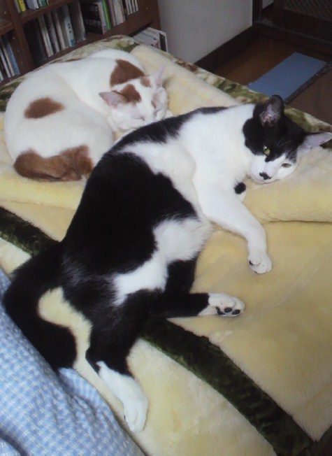 f:id:BladeCatcher:20111022035935j:image:w360
