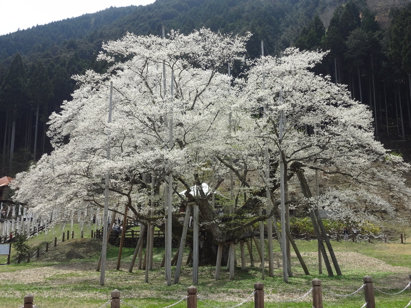 淡墨桜