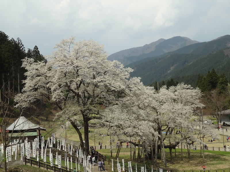 桜を見下ろす