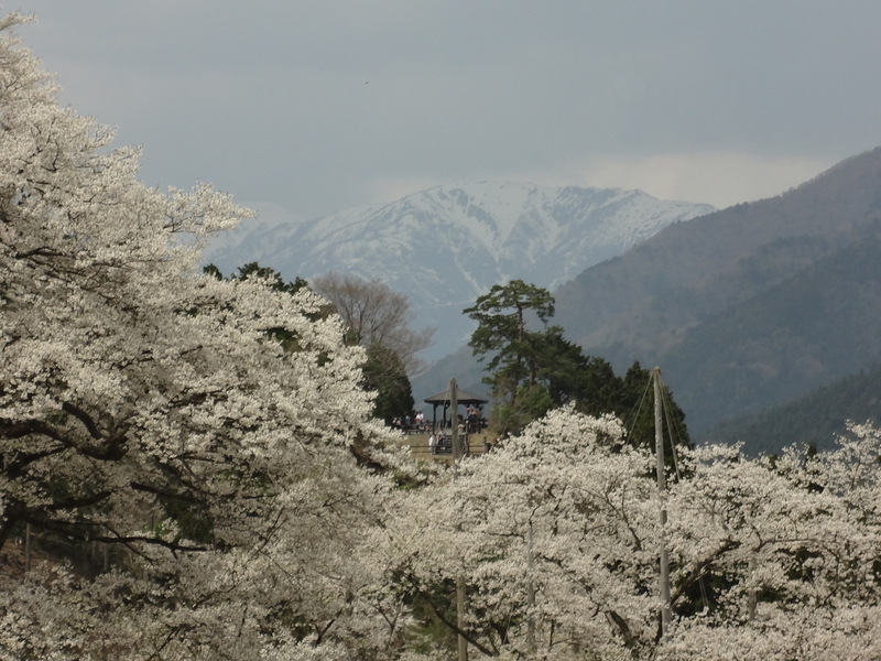 桜と能郷白山