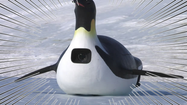 Amazonプライムビデオで観るべき動物ドキュメンタリーならこの一本 テキトーエレガンス