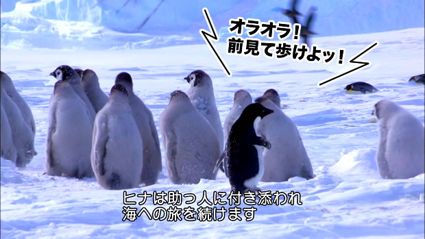 Amazonプライムビデオで観るべき動物ドキュメンタリーならこの一本 テキトーエレガンス