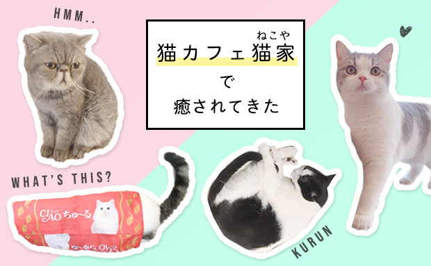 大宮の隠れ家風猫カフェ 猫家 ねこや の猫さん達に癒されてきた テキトーエレガンス